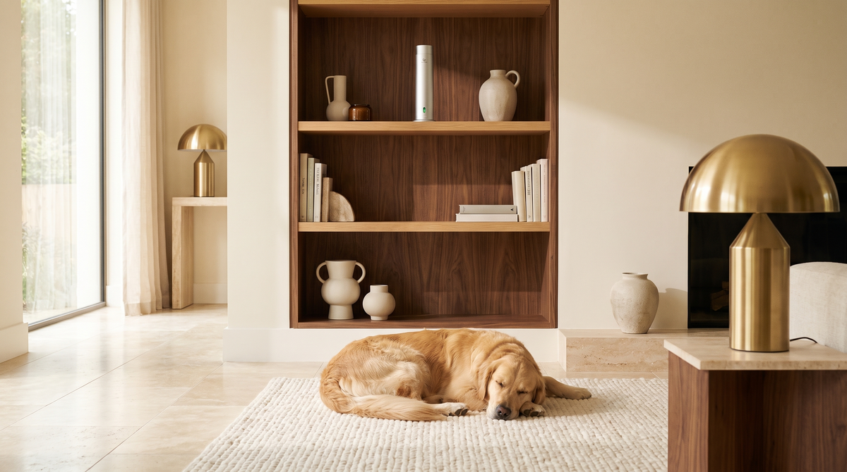 Diffuseur Pure One en Matte Silver placé en hauteur sur une bibliothèque, tandis qu’un golden retriever dort sur le tapis en dessous